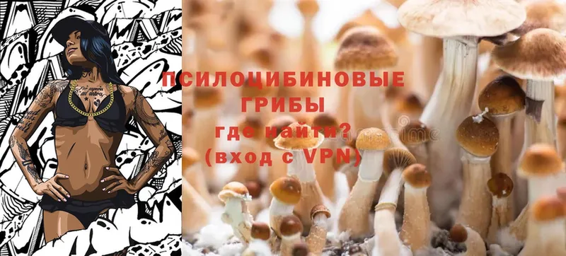 что такое наркотик  Искитим  Галлюциногенные грибы Psilocybe 